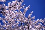 Blog Image: blossom.jpg